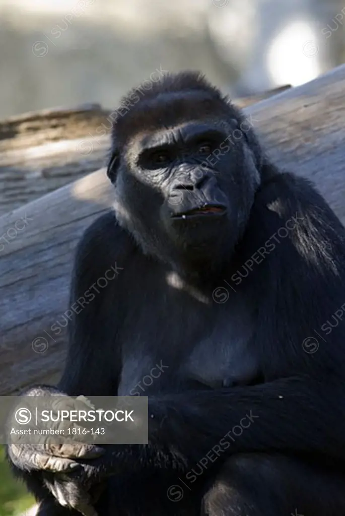 Western Lowland Gorilla feeding (Gorilla gorilla gorilla)