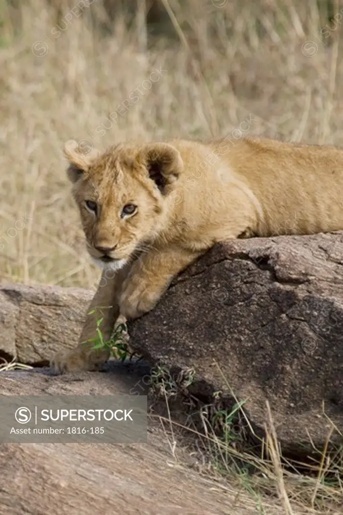 Kenya, lion cub in Masai Mara