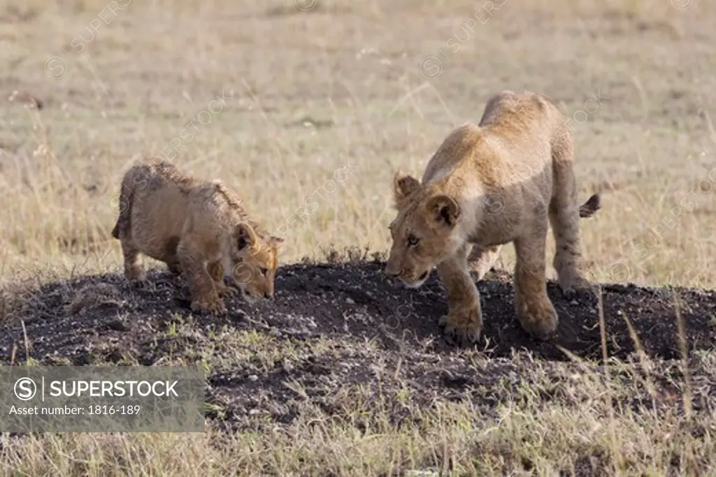Kenya, lion cubs in Masai Mara