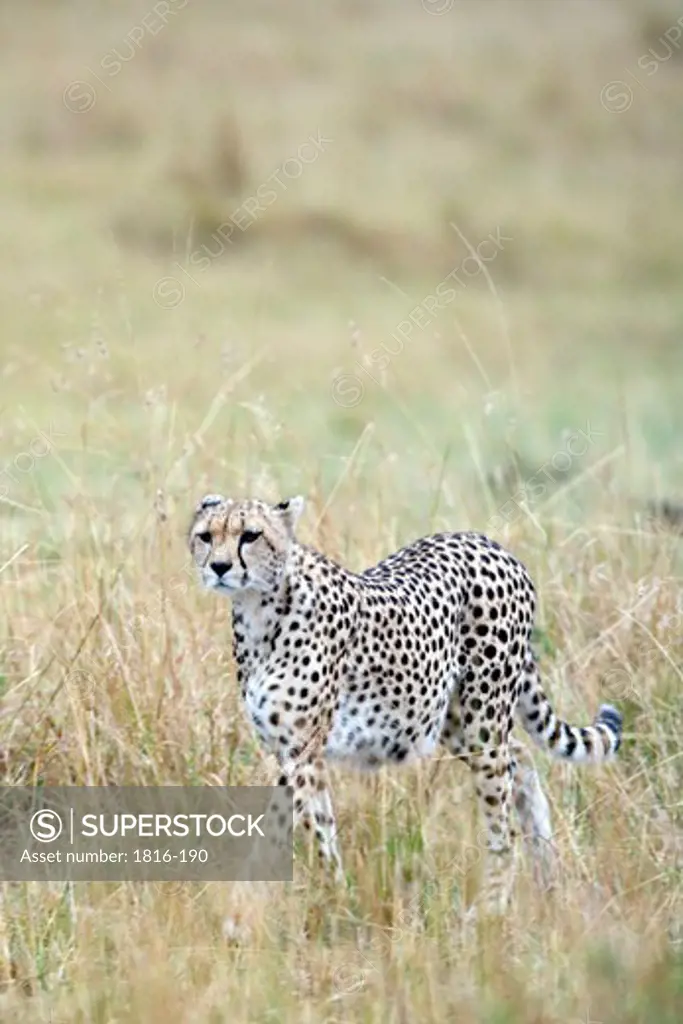 Kenya, cheetah walking in Masai Mara