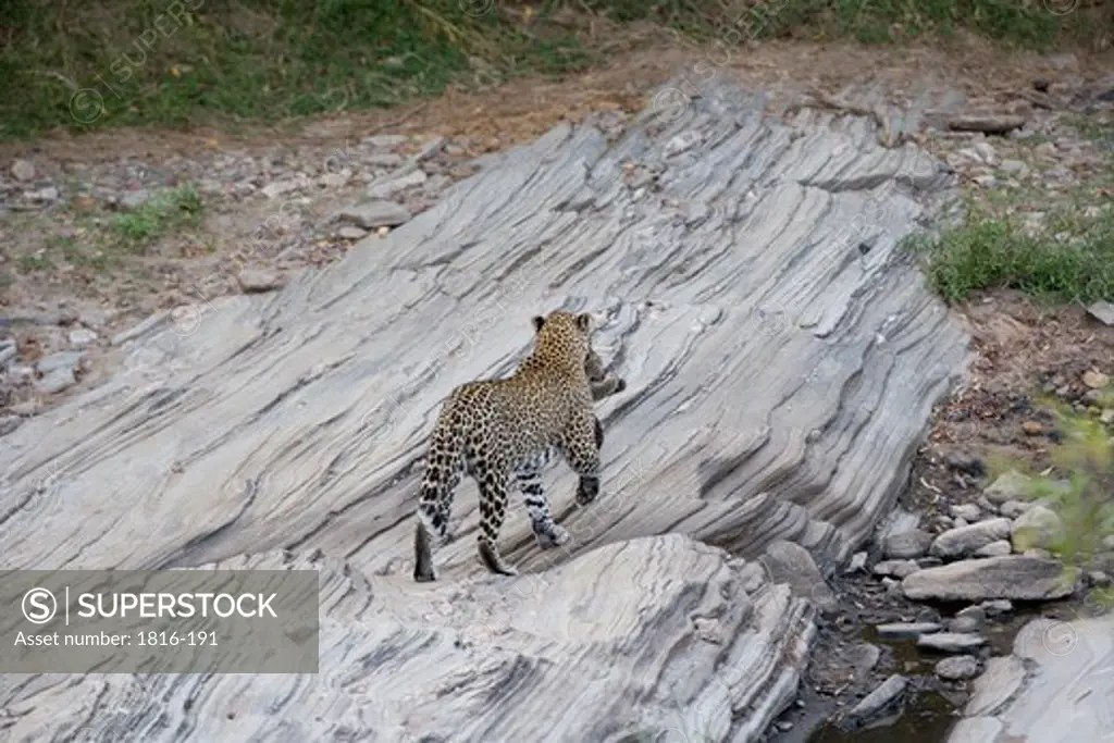 Kenya, Female Leopard carry very young cub