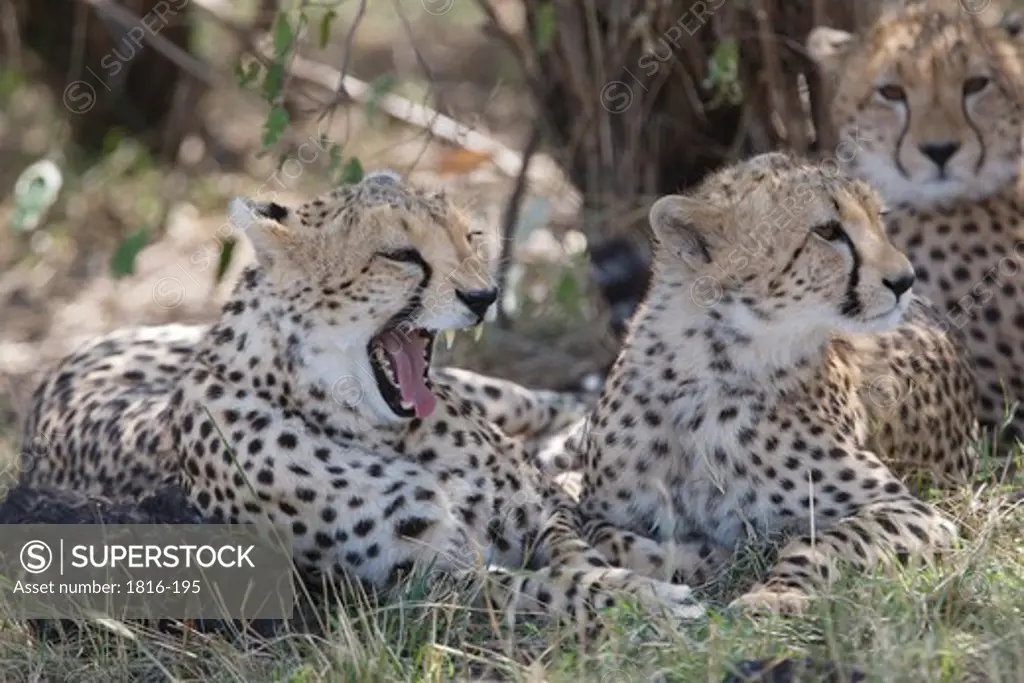 Kenya, cheetah family in Masai Mara