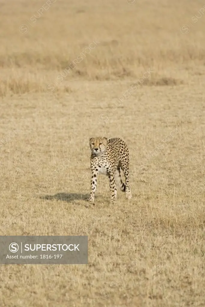 Kenya, female Cheetah walking across Masai Mara