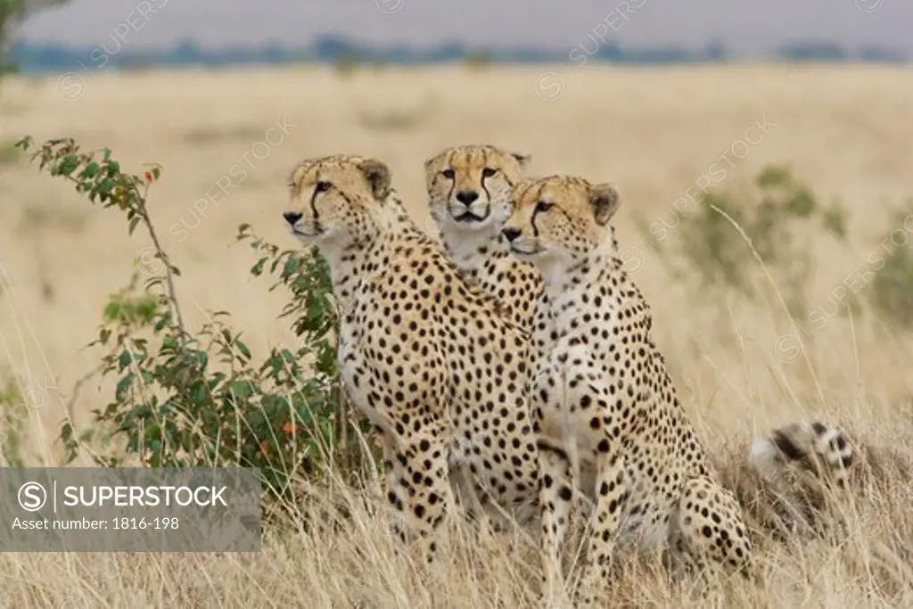 Kenya, cheetah family in the Masai Mara