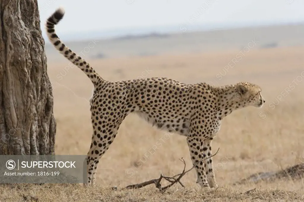 Kenya, cheetah Scent marking in Masai Mara