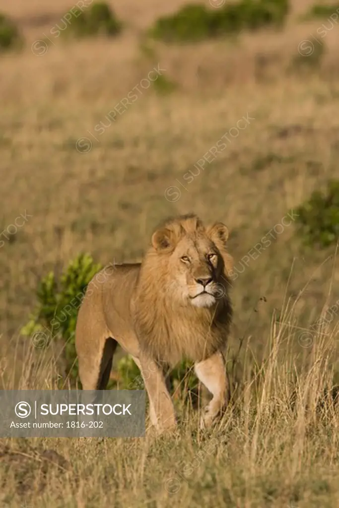 Kenya, male Lion in Masai Mara