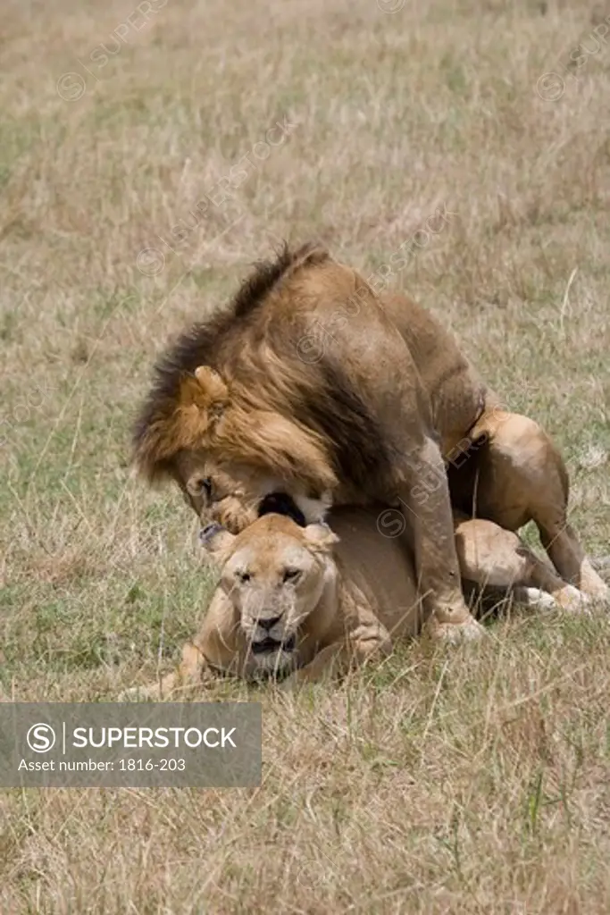 Male Lion and Lioness procreate in Masai Mara