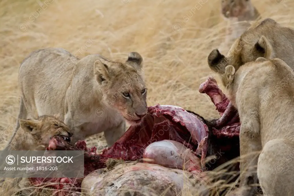 Kenya, Lions feed on wildebeest carcass in Masai Mara