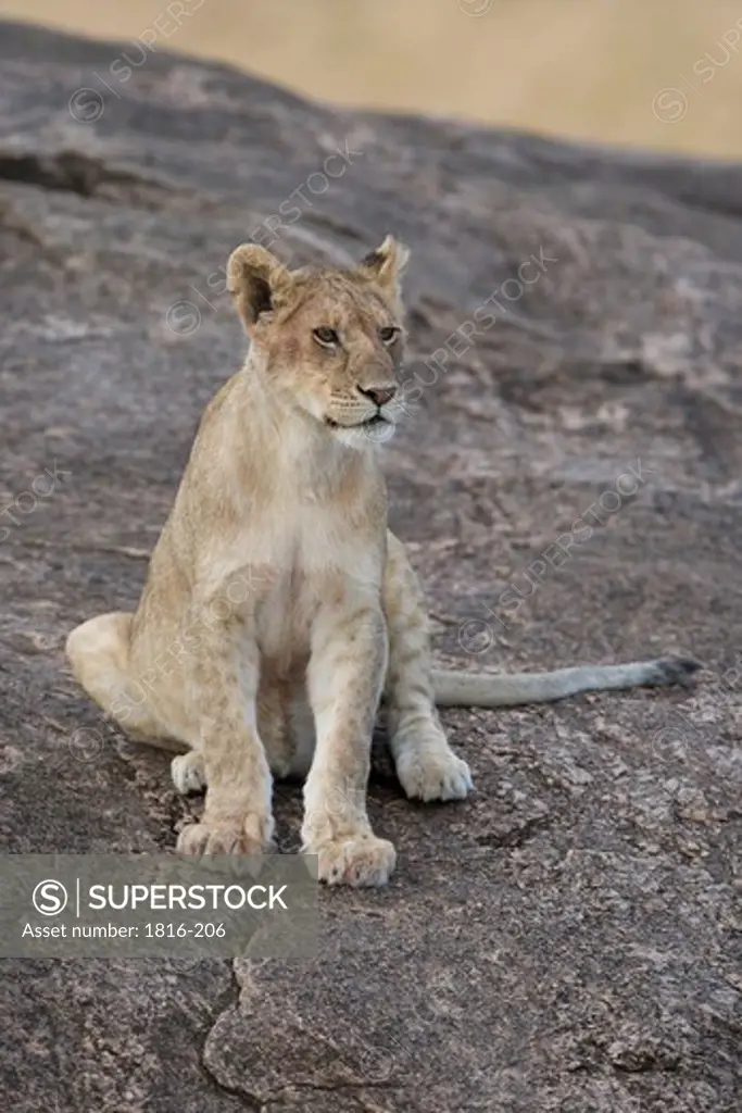 Kenya, Lion cub in Masai Mara