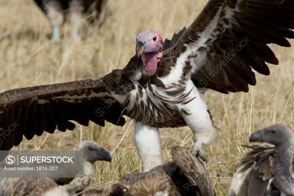 Kenya, Lapett Faced Vulture approaches carcass
