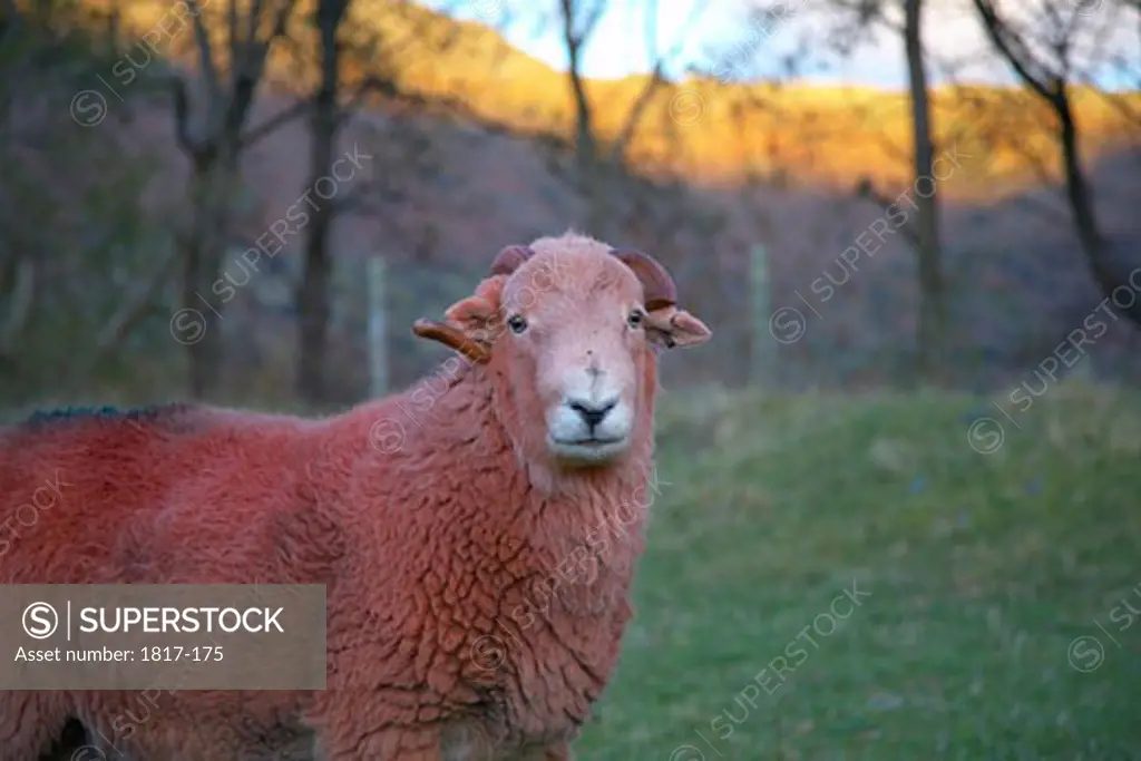 Close up of a Herdwick sheep in field in the Lake District National Park, Cumbria, UK