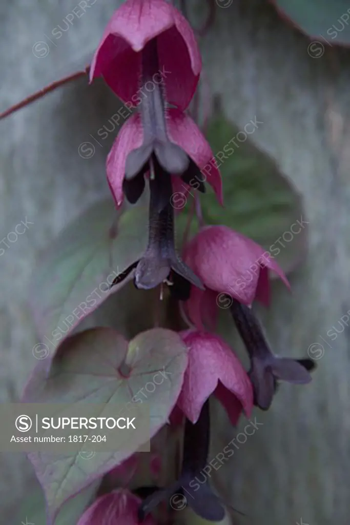 Climbing plant with purple bell shaped flowers