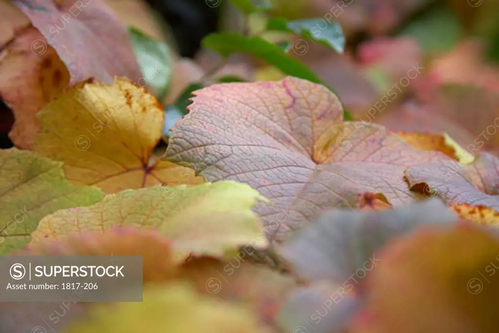 Close-up of fallen autumn leaves
