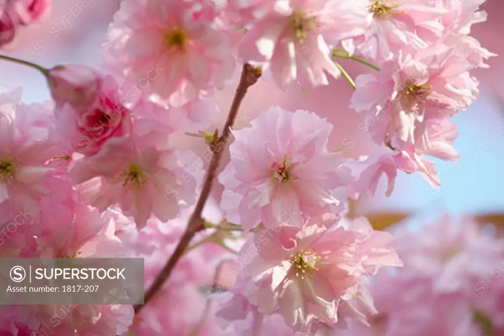 Cherry blossom in bloom