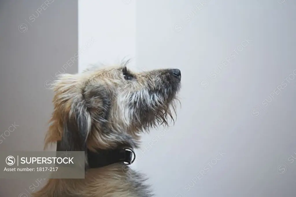 Young dog looking upwards, indoors