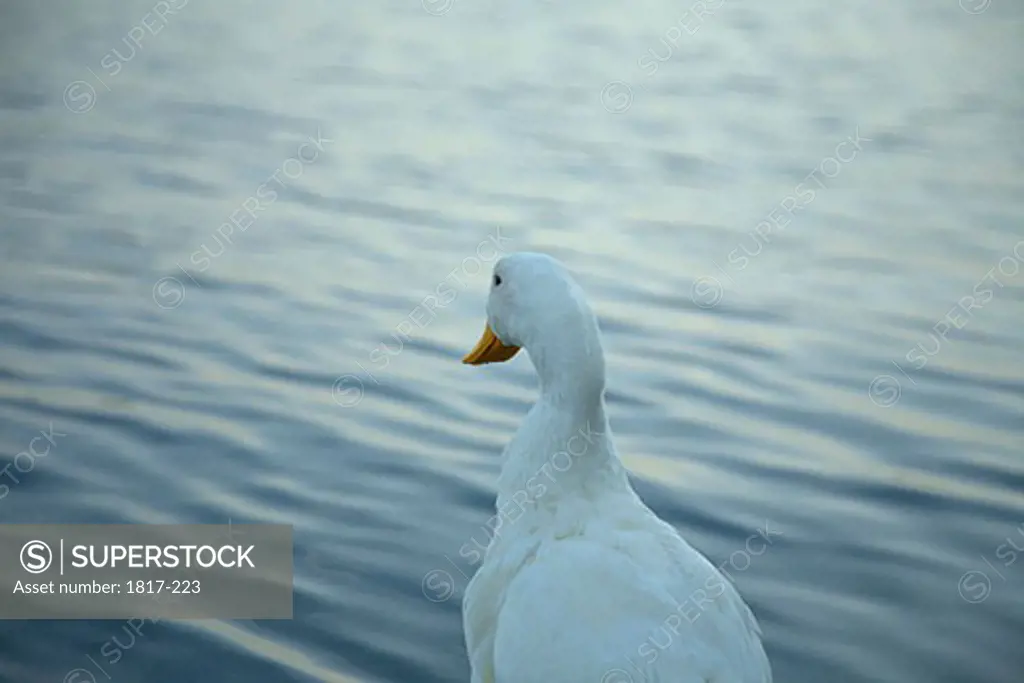 Single white duck on the shore of a lake