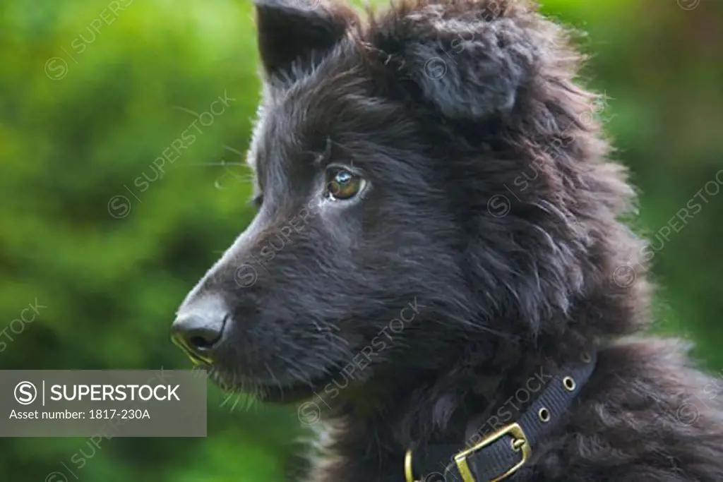 Young German Shepherd puppy in garden