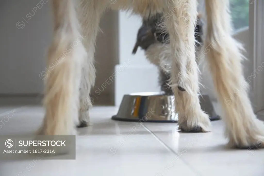 Young dog eating from dog bowl
