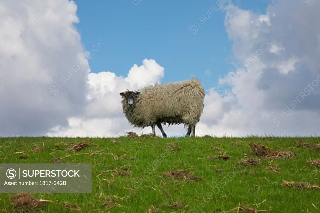 Single sheep on horizon 
