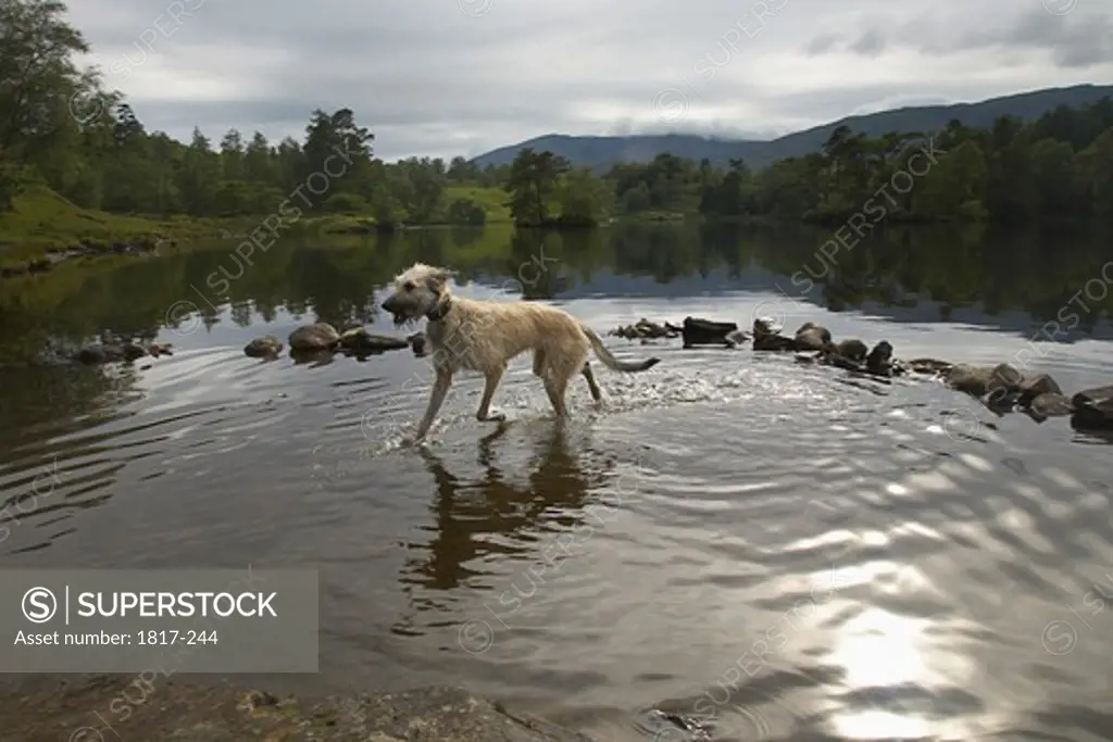 Young lurcher dog running out of the water