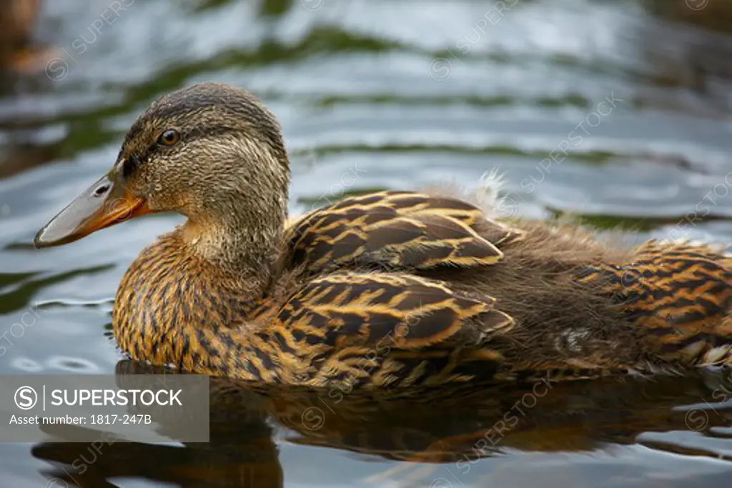 Close-up of female duck on a lake in the Lake District National Park
