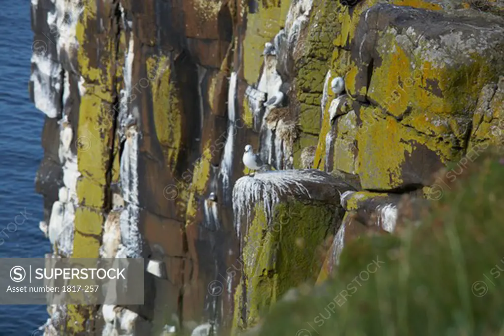 UK, Northumberland, seabirds on cliff face