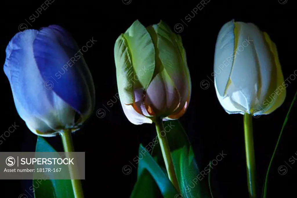 Silk tulips on dark background