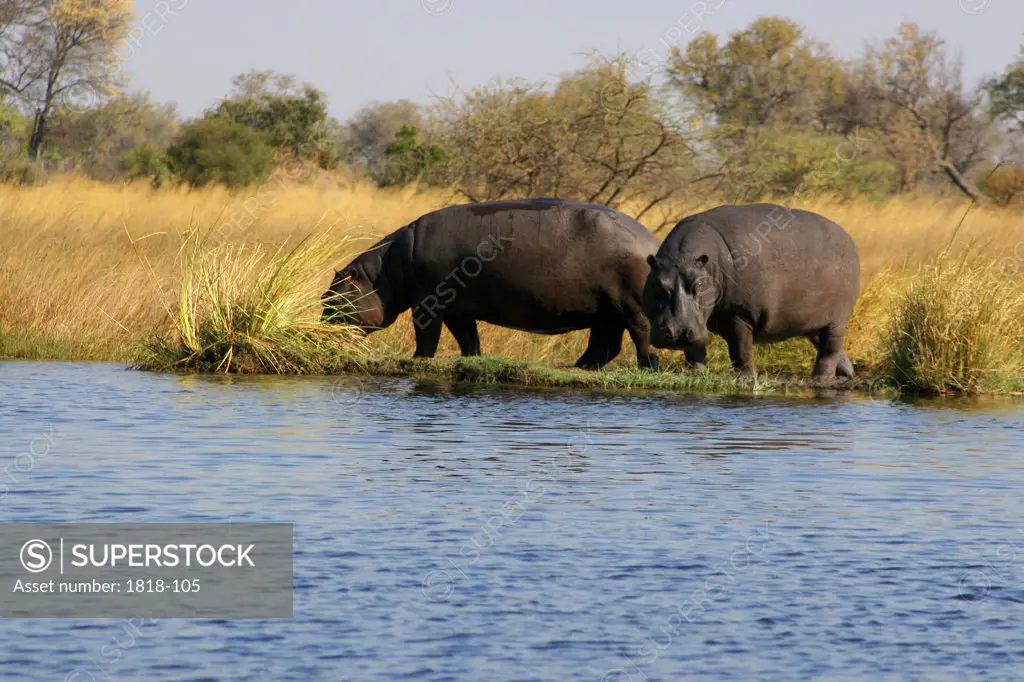 Two Hippopotamuses (Hippopotamus amphibius) standing on riverside, Kwando River, Namibia