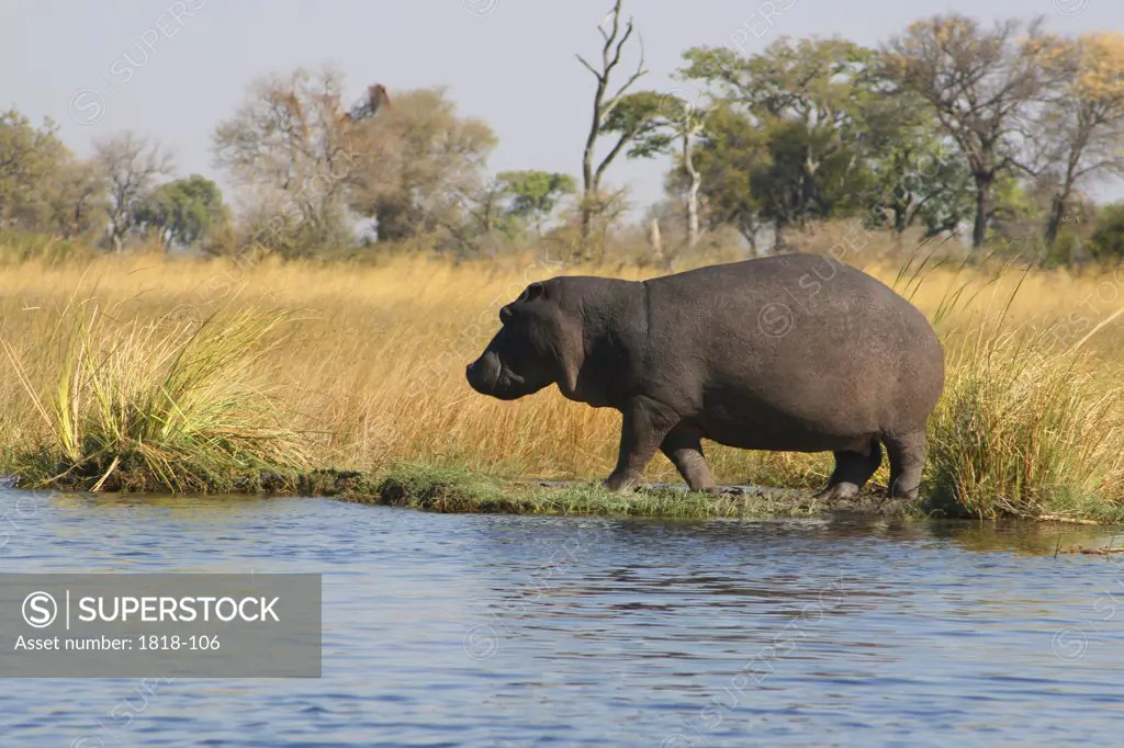 Hippopotamus (Hippopotamus amphibius) standing at the riverside, Kwando River, Namibia