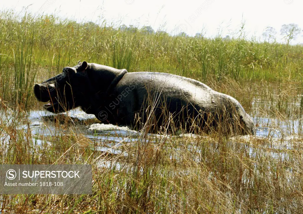 Hippopotamus (Hippopotamus amphibius) in marsh, Kwando River, Namibia