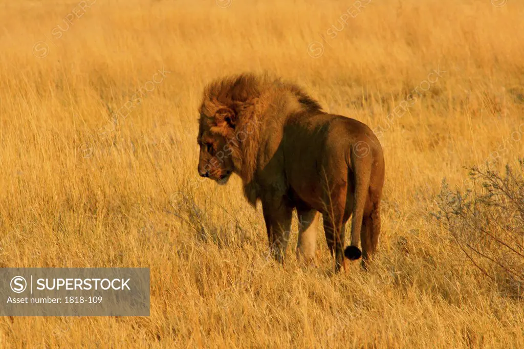 Lion (Panthera leo) standing in a field, Okavango Delta, Botswana