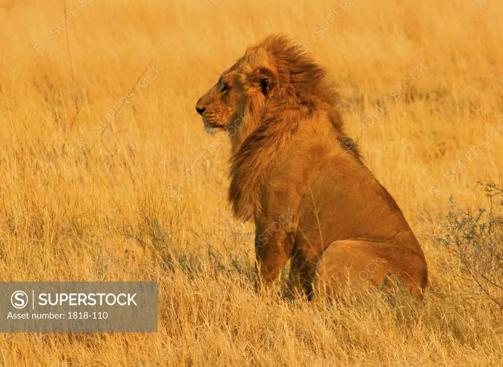 Lion (Panthera leo) in the tall grass, Okavango Delta, Botswana