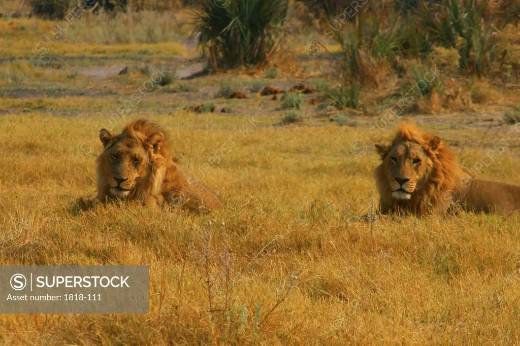 Two lions (Panthera leo) stalking games, Okavango Delta, Botswana