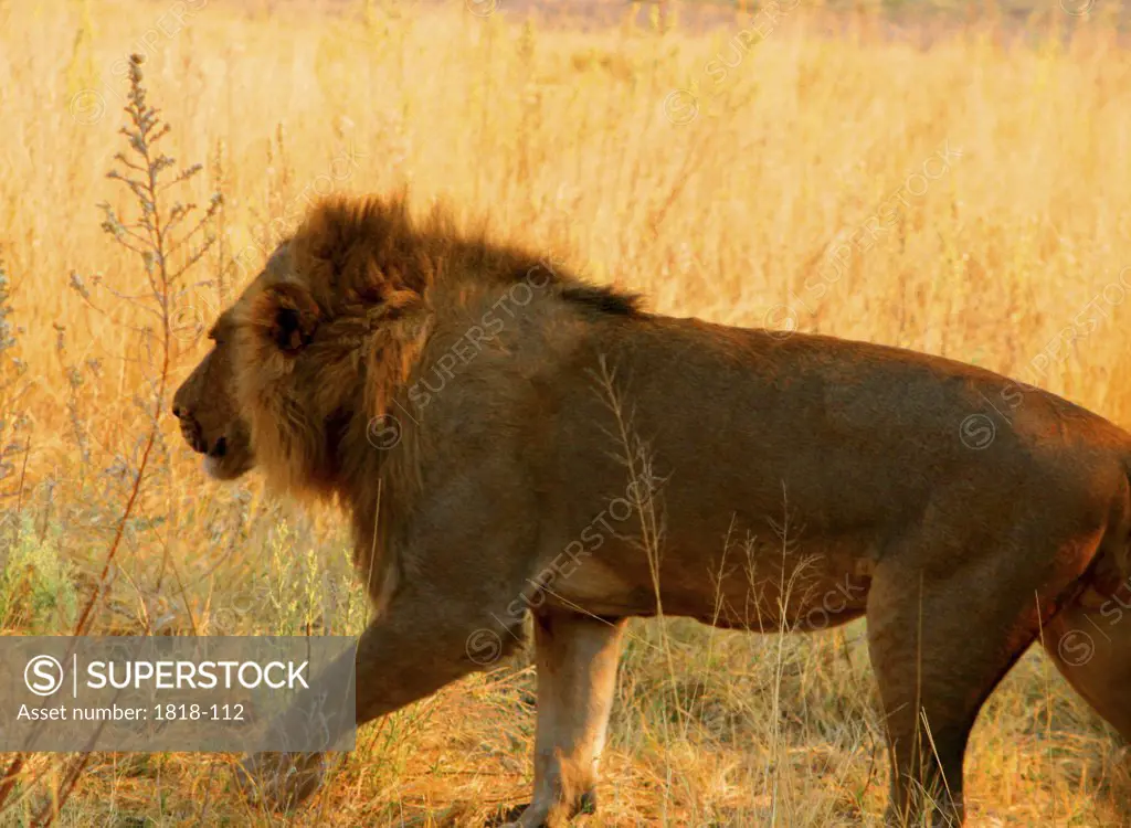 Lion (Panthera leo) walking through the grass, Okavango Delta, Botswana