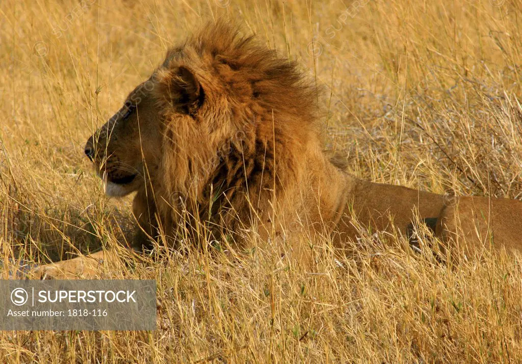 Lion (Panthera leo) sitting in the tall grass, Okavango Delta, Botswana