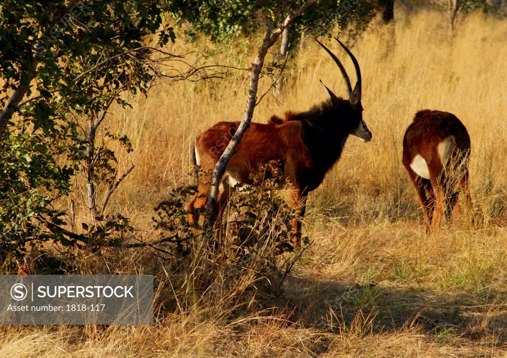 Two Sable antelopes (Hippotragus niger) in a forest, Hwange National Park, Zimbabwe