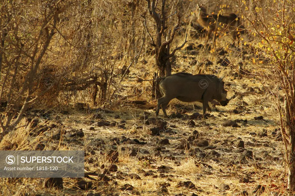 Warthog (Phacochoerus aethiopicus) grazing in a forest, Chobe National Park, Botswana