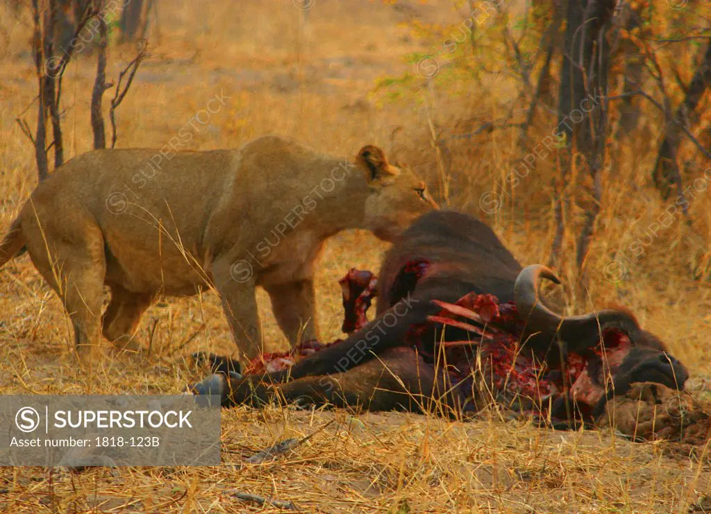 Lioness (Panthera leo) eating a killed buffalo, Okavango Delta, Botswana