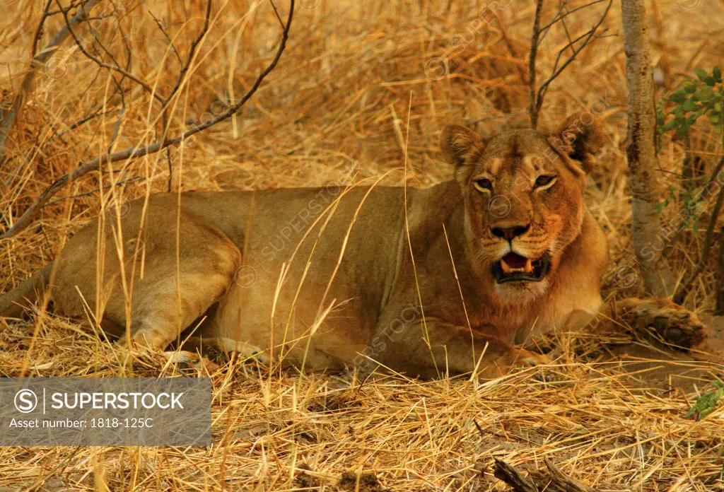 Lion (Panthera leo) sitting in a forest, Okavango Delta, Botswana