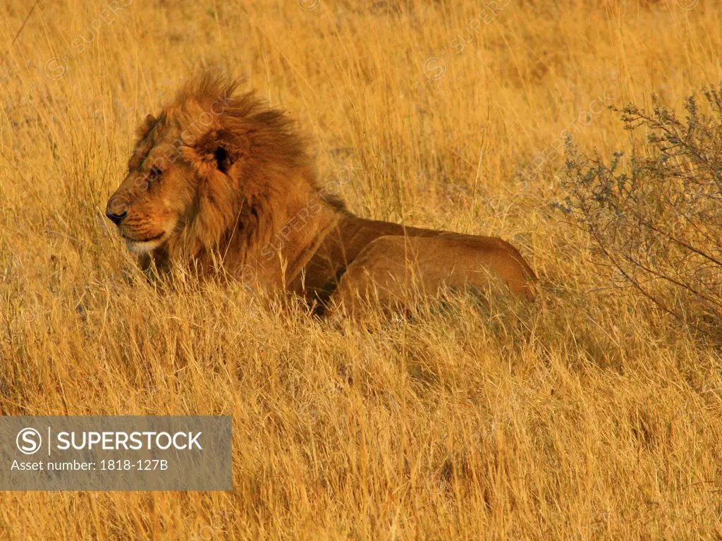 Lion (Panthera leo) lying in the tall grass, Okavango Delta, Botswana