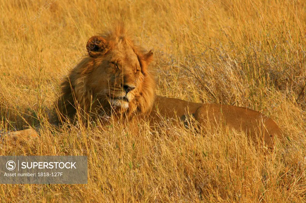 Lion (Panthera leo) lying in the tall grass, Okavango Delta, Botswana
