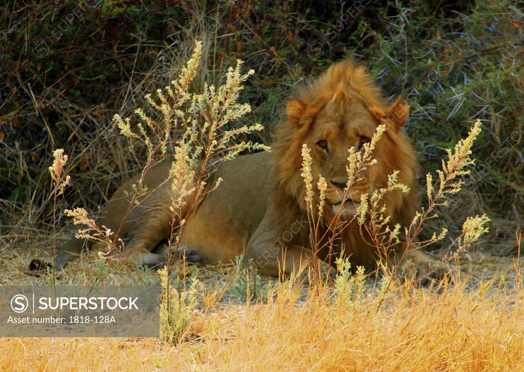 Lion (Panthera leo) lying under a thorn bush, Okavango Delta, Botswana