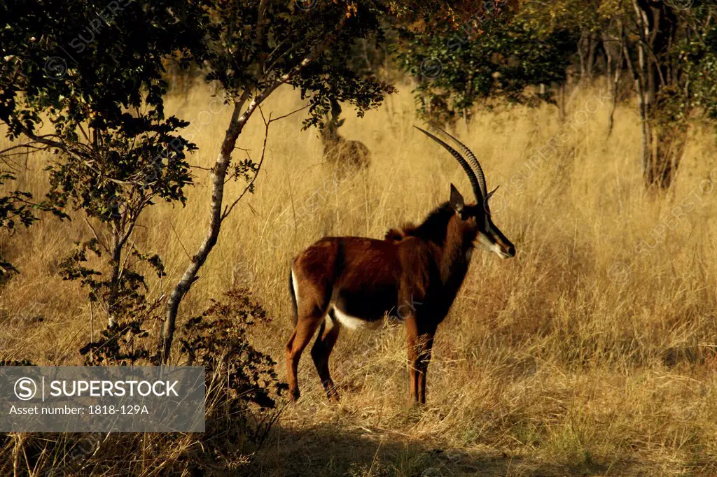 Sable antelope (Hippotragus niger) standing in a forest, Hwange National Park, Zimbabwe