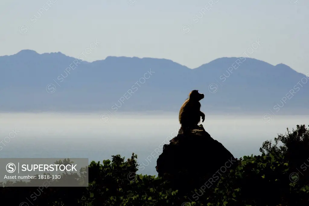 Chacma baboon (Papio ursinus) sitting on a rock, Cape Point, South Africa