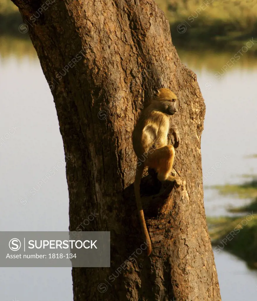 Chacma baboon (Papio ursinus) sitting on a tree, Chobe National Park, Botswana