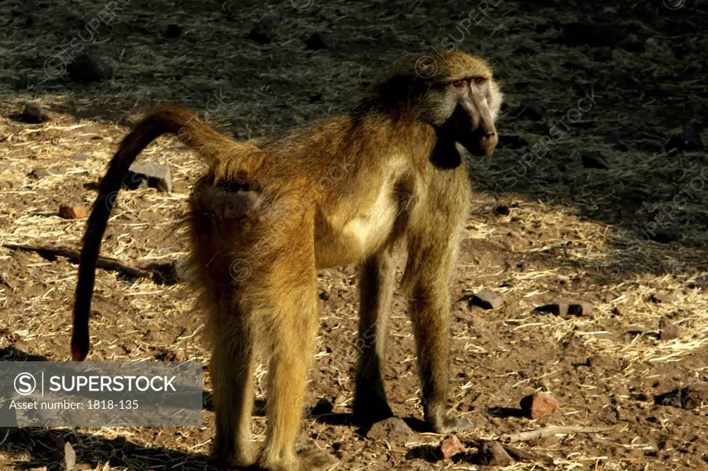Chacma baboon (Papio ursinus) standing in a forest, Chobe National Park, Botswana