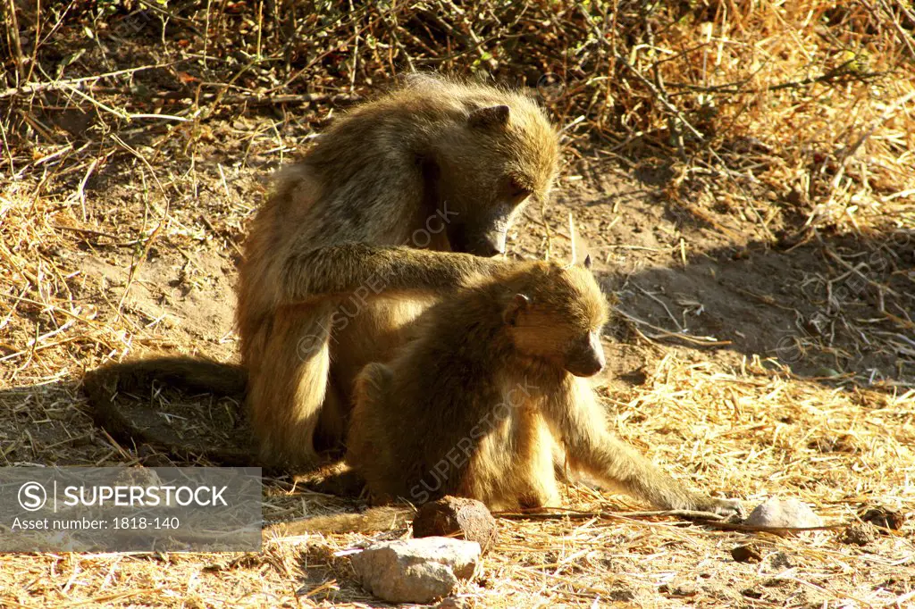 Chacma baboon (Papio ursinus) with its young, grooming amongst the thorns, Chobe National Park, Botswana