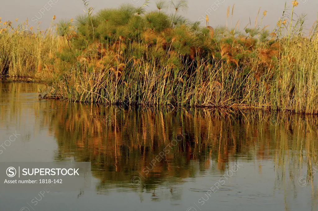 Reflection of Papyrus plants in water, Kwando River, Namibia