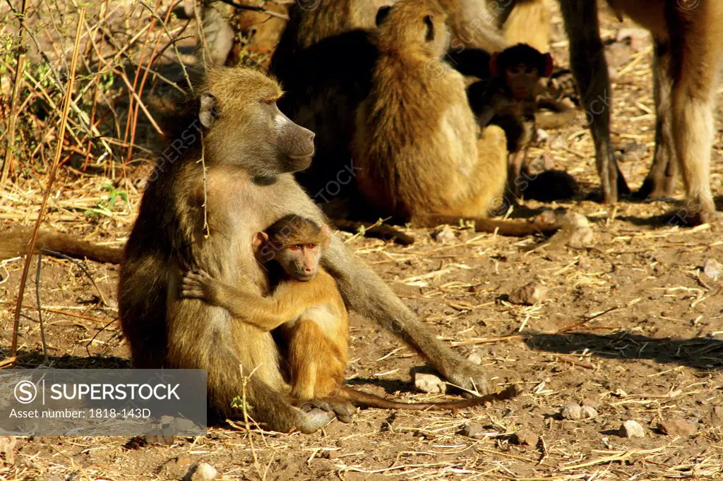 Chacma baboons (Papio ursinus) sitting in a forest, Chobe National Park, Botswana