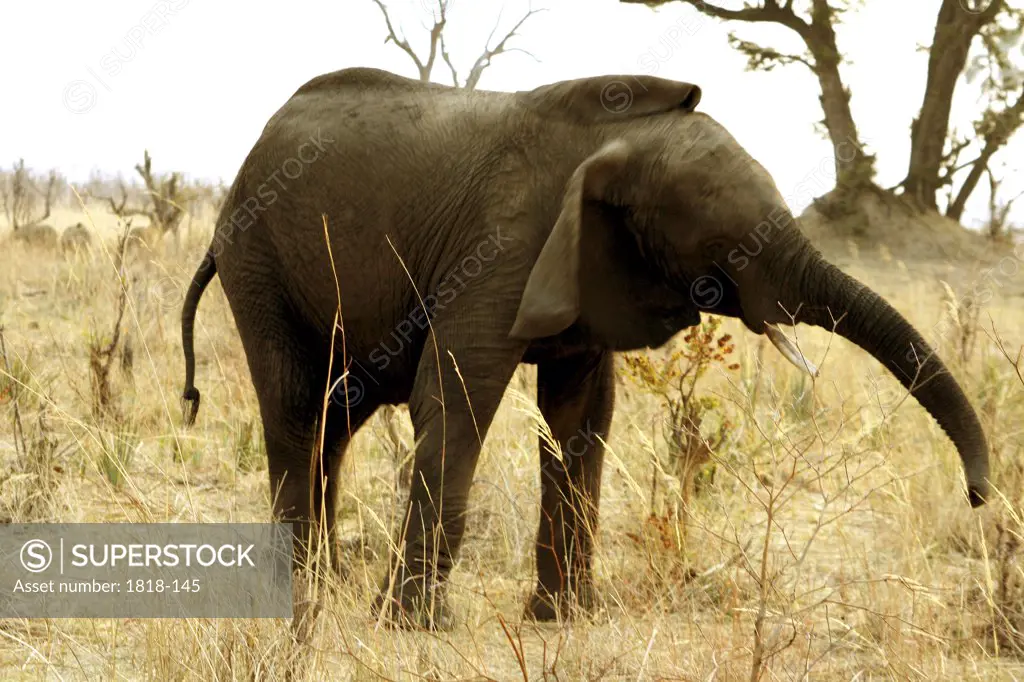 African elephant (Loxodonta africana) shaking off insects, Mudumu National Park, Namibia